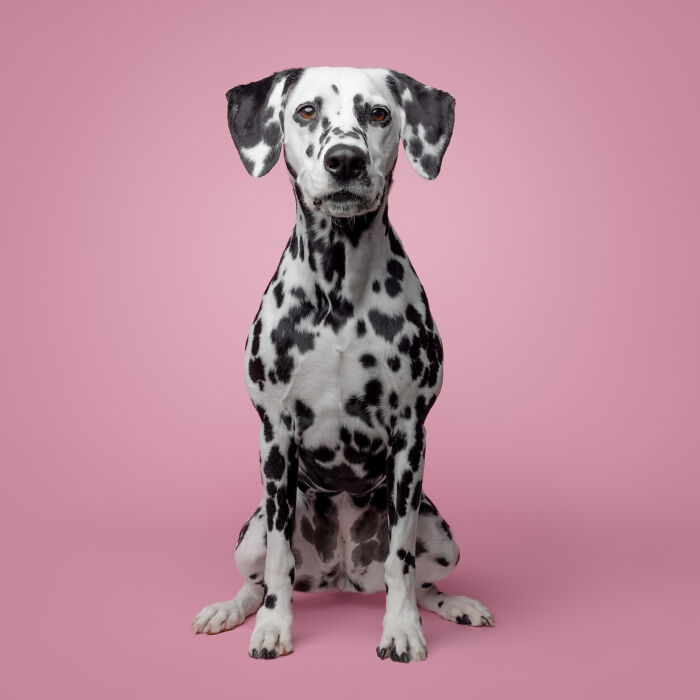 Dalmatian rescue puppy sitting against a pink background, experiencing peanut butter for the first time with pure joy.