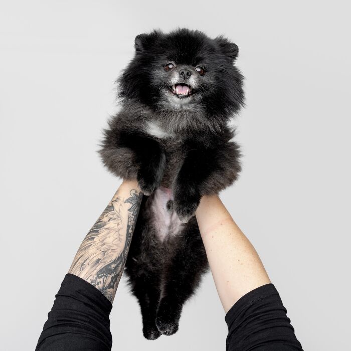 Rescue puppy with fluffy black fur held up by tattooed hands, showing pure joy after trying peanut butter for the first time.