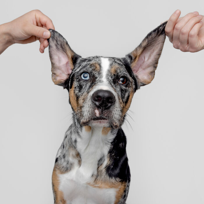 Rescue puppies with unique eyes having their ears gently lifted by hands against a plain background