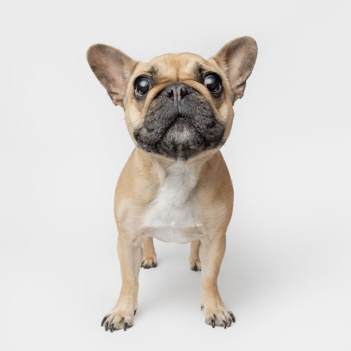 Rescue puppy with big eyes standing on a white background, capturing the pure joy of trying peanut butter for the first time