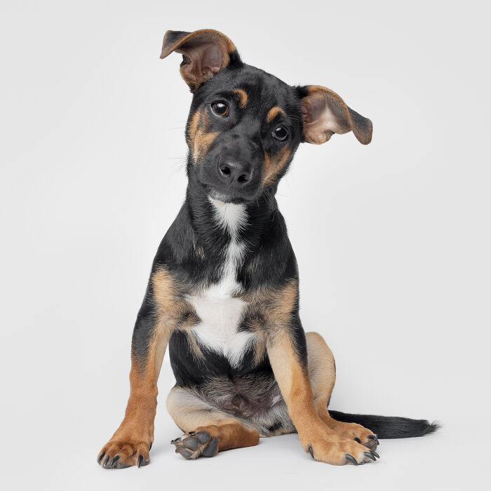 Rescue puppy with black and tan fur sitting and tilting head, showing curiosity and joy from trying peanut butter.