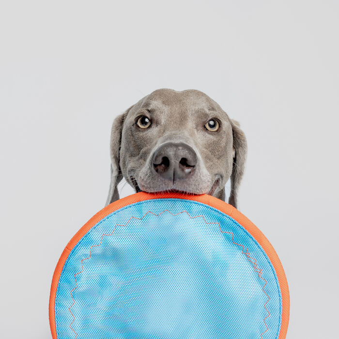 Rescue puppy holding a blue and orange frisbee, eagerly awaiting peanut butter for the first time with joyful eyes.