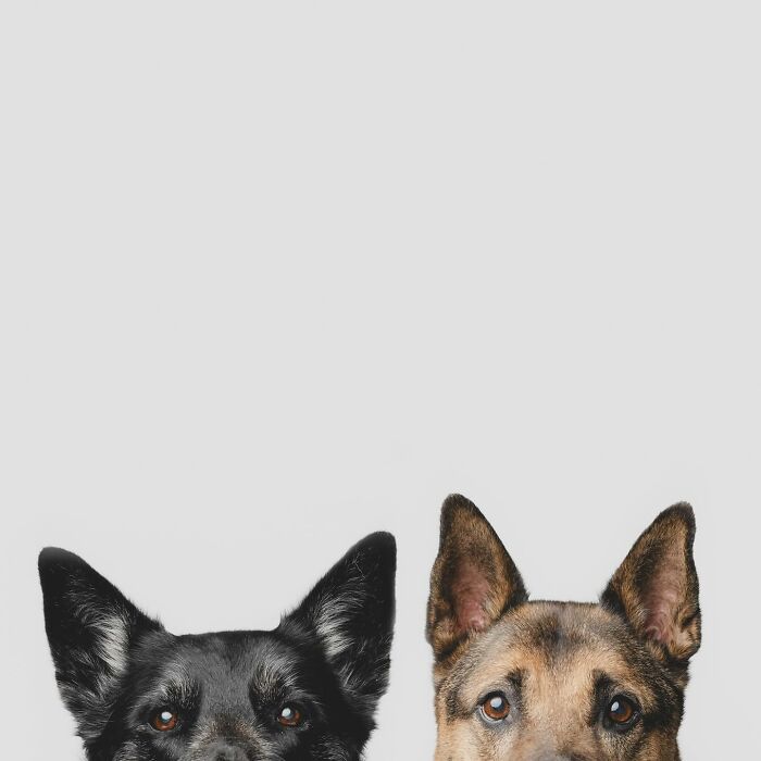 Two rescue puppies looking up eagerly with happy expressions, enjoying peanut butter for the first time.