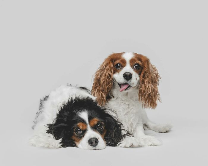 Two rescue puppies with joyful expressions experiencing peanut butter for the first time against a plain background