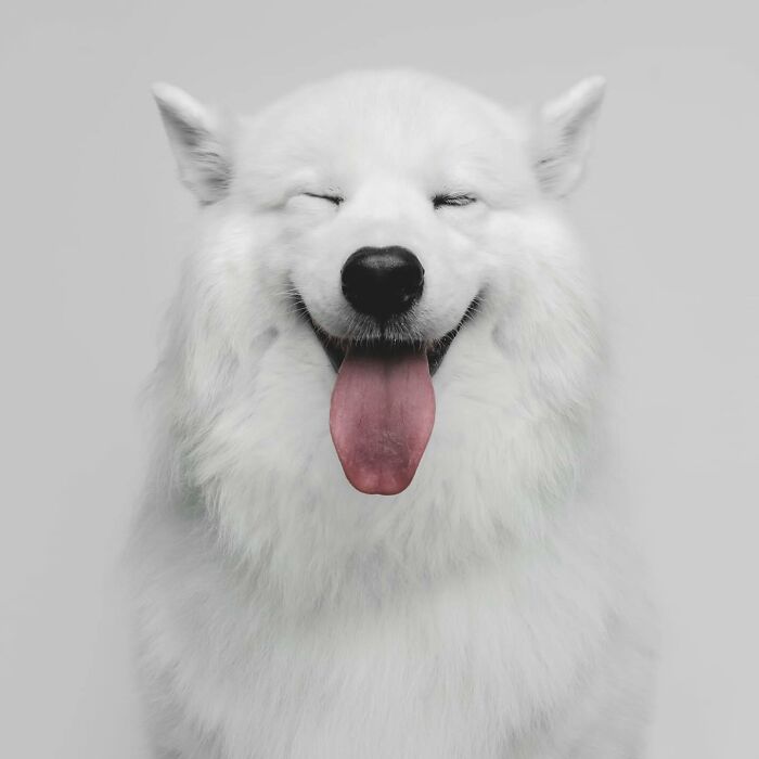 Fluffy white rescue puppy with eyes closed and tongue out, showing pure joy after tasting peanut butter for the first time