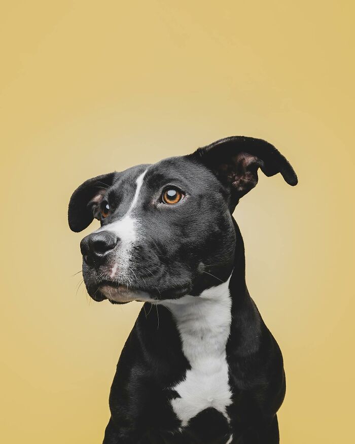 Black and white rescue puppy looking to the side, showcasing the joyful moment of trying peanut butter for the first time.