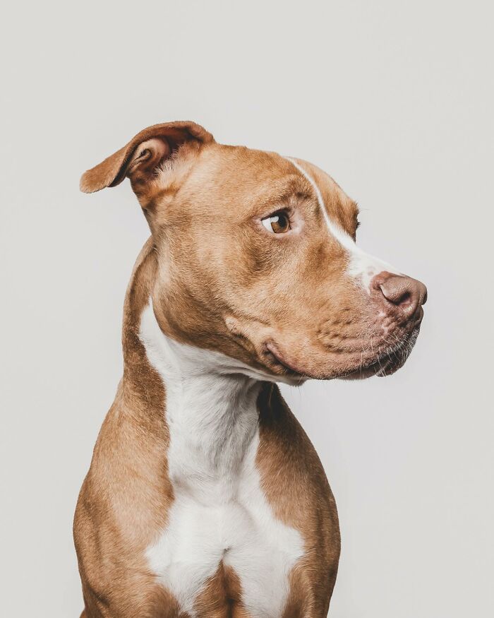 Rescue puppy with brown and white fur looking to the side, capturing pure joy and curiosity in its expression.
