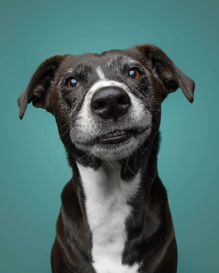 Rescue puppy with black and white fur looking up with curious eyes against a blue background showing pure joy.