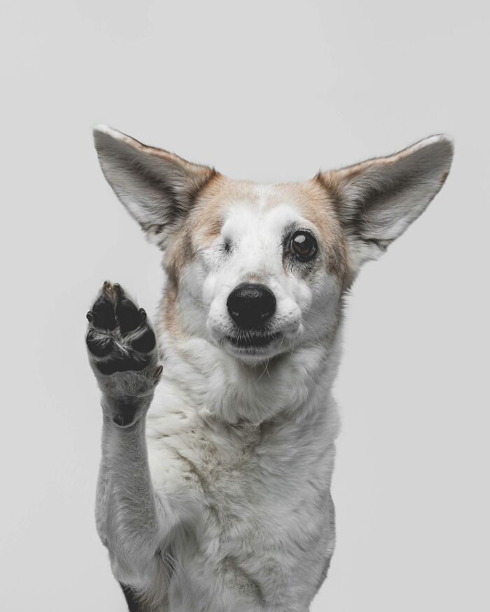 One-eyed rescue puppy raising a paw, showing pure joy and curiosity while trying peanut butter for the first time.
