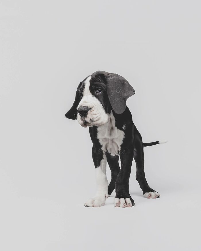 Rescue puppy standing on a white background experiencing pure joy trying peanut butter for the first time.