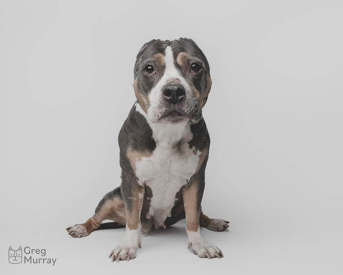 Rescue puppy sitting on a white background experiencing peanut butter for the first time with curious expression.