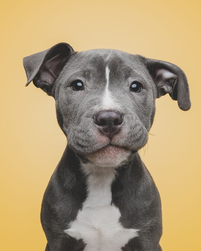 Rescue puppy with a white chest and gray fur looking curiously against a yellow background.