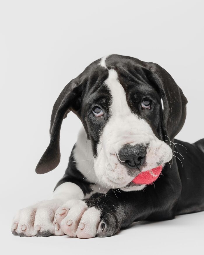 Rescue puppies enjoying peanut butter for the first time, showing joy and curiosity with a red ball in their mouth.