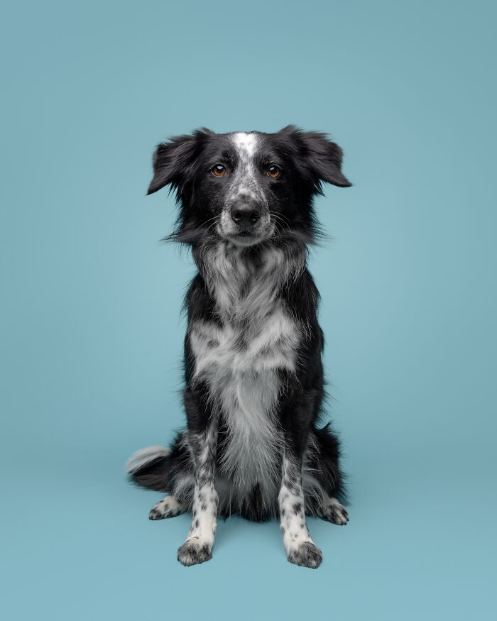 Rescue puppy with black and white fur sitting against a light blue background, showing curiosity and joy.