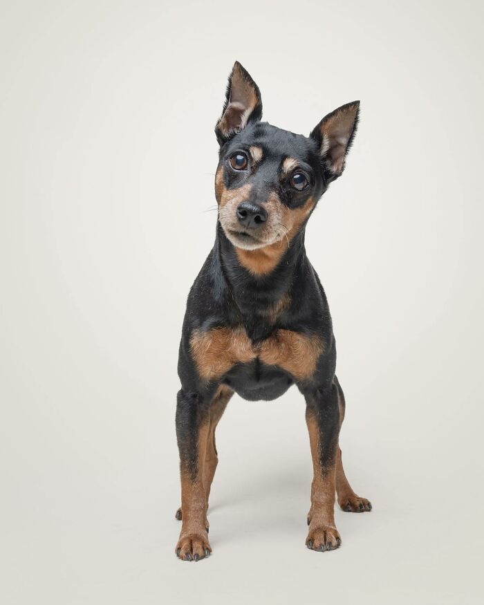 Rescue puppy standing with head tilted, showing curiosity and joy, against a plain light background.