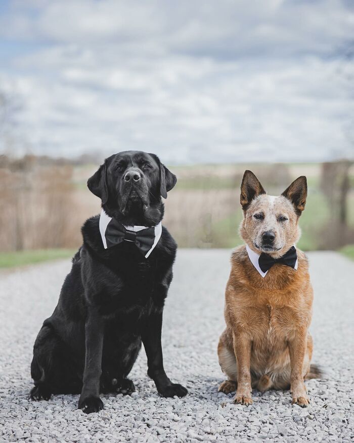 Two rescue puppies wearing bow ties sitting on a gravel path, capturing the joy of trying peanut butter for the first time.