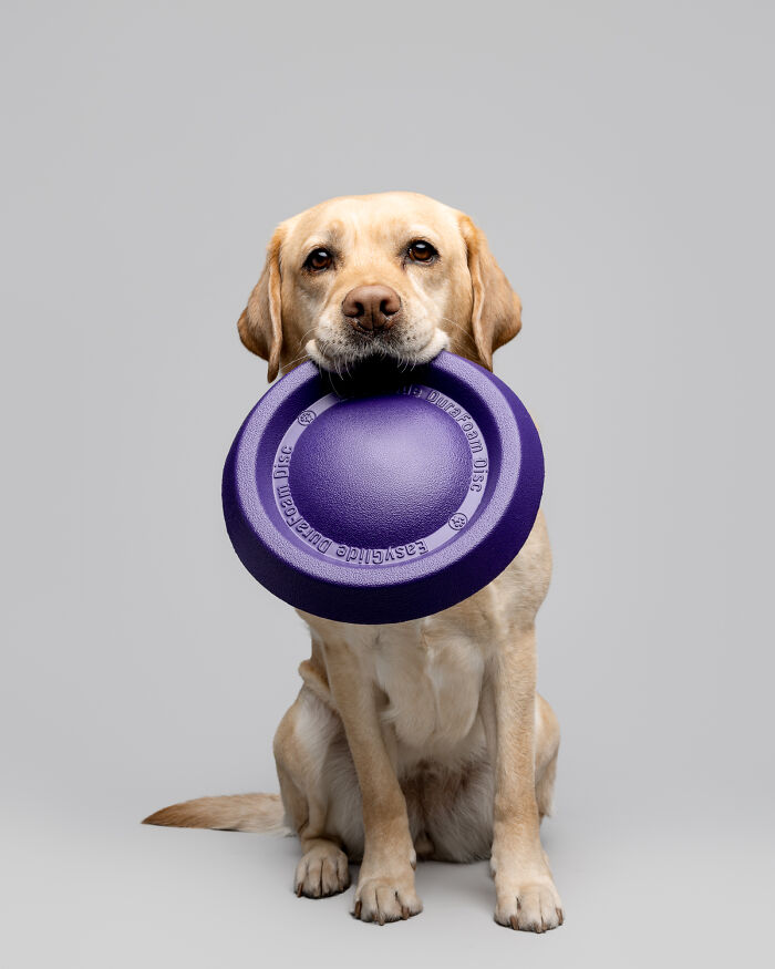 Labrador dog holding a purple frisbee, representing rescue puppies experiencing joy with peanut butter for the first time