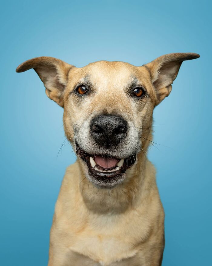 Rescue puppies smiling with joyful expressions against a blue background after trying peanut butter for the first time