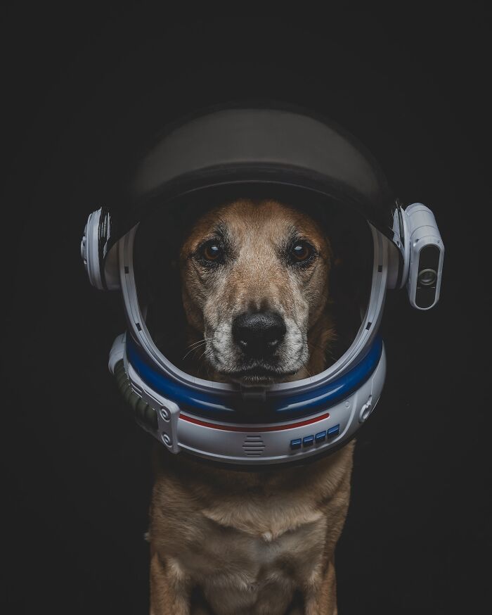 Dog wearing an astronaut helmet, representing rescue puppies trying peanut butter with joyful expressions.
