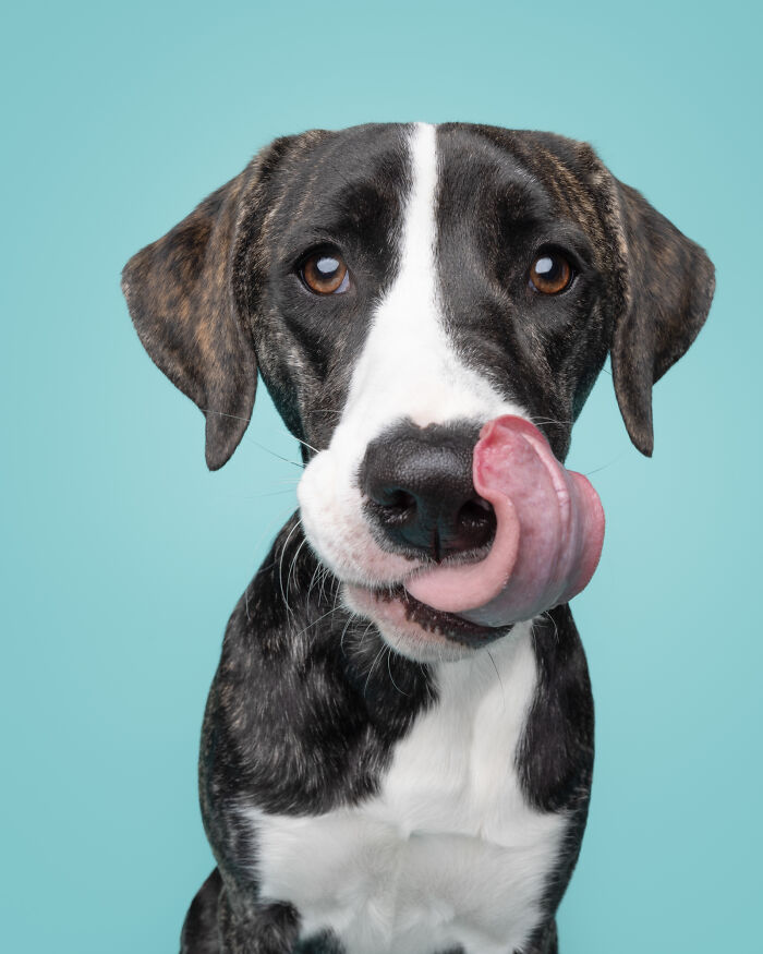 Rescue puppy licking nose with tongue out, enjoying peanut butter for the first time against a blue background