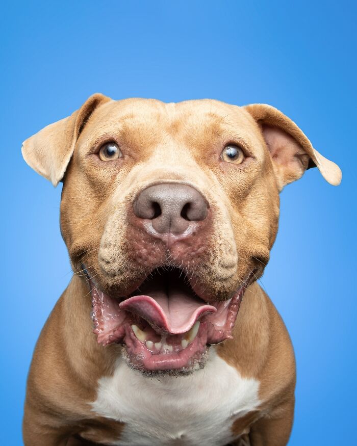 Close-up of a joyful rescue puppy tasting peanut butter for the first time against a blue background.