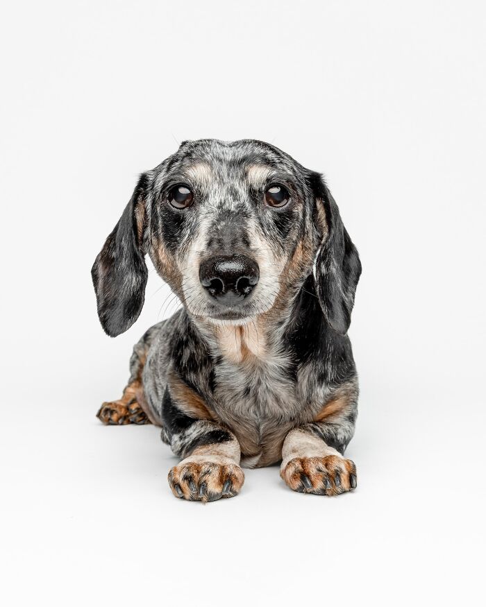 Rescue puppy lying down with big eyes, experiencing peanut butter for the first time, capturing pure joy and curiosity.