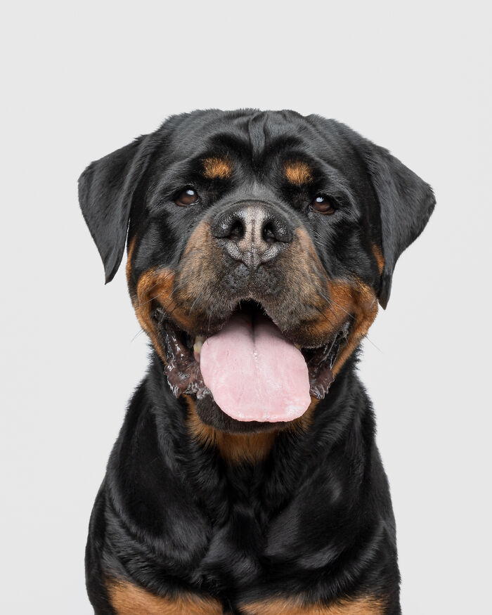 Rescue puppy with tongue out, showing pure joy while trying peanut butter for the first time on a light background.