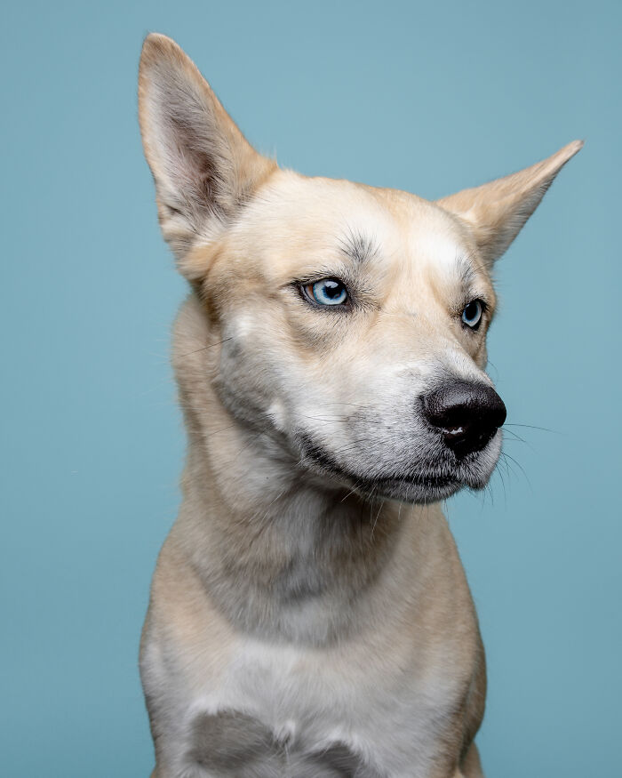 Rescue puppy with blue eyes looking to the side against a blue background, showcasing pure joy and curiosity.