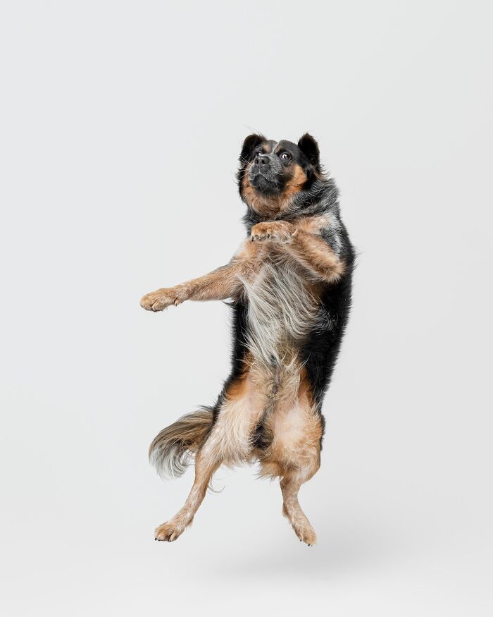 Rescue puppy jumping mid-air with joyful expression, capturing pure joy and excitement.