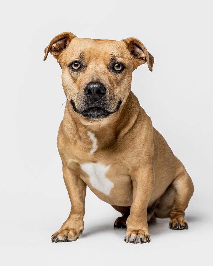 Rescue puppy sitting on white background, showing curious expression after trying peanut butter for the first time.