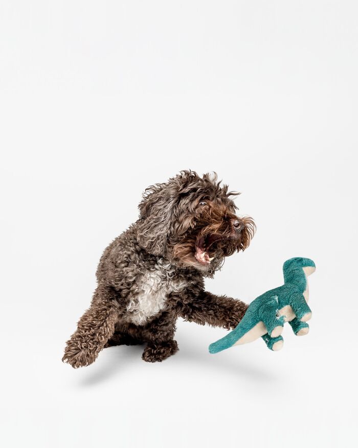 Rescue puppy with curly fur excitedly playing with a teal dinosaur plush toy on a white background.