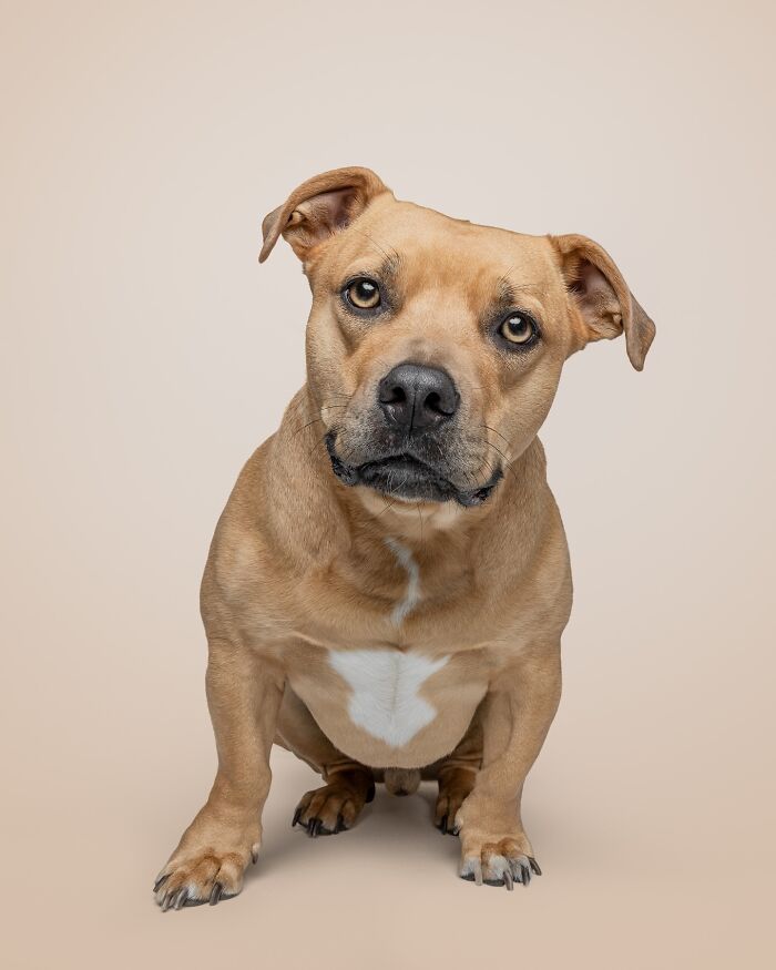 Rescue puppies sitting and looking hopeful, capturing the pure joy of trying peanut butter for the first time.