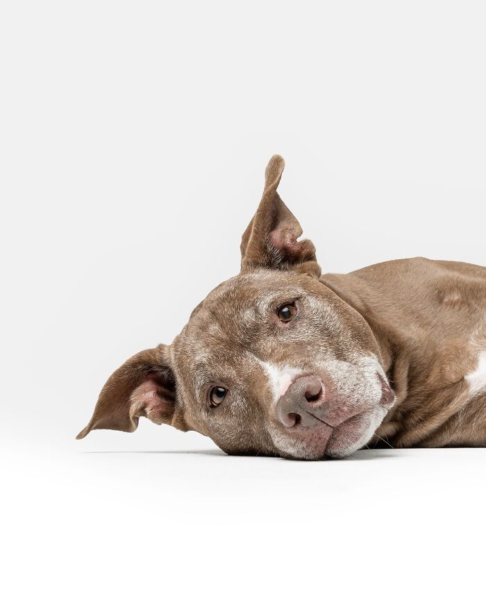 Rescue puppy lying down with a calm expression, showcasing the pure joy of trying peanut butter for the first time.