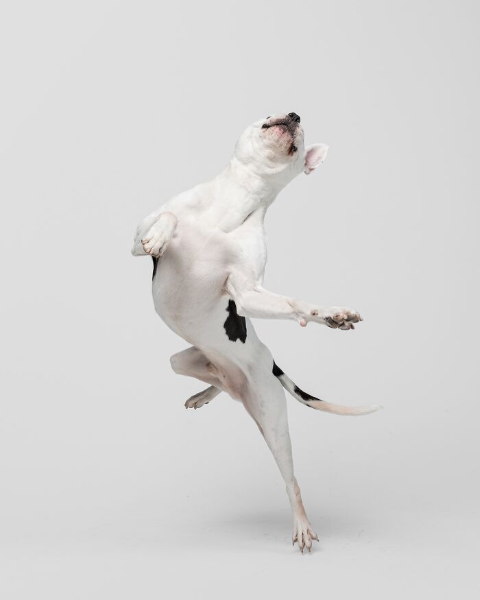Rescue puppy jumping joyfully against a gray background, capturing pure joy and excitement in the moment.