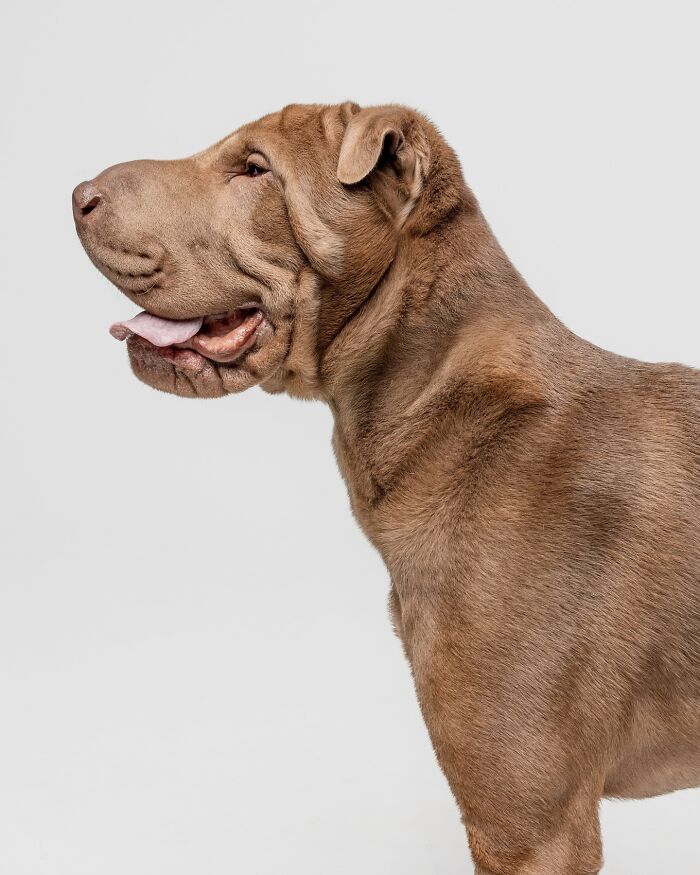 Rescue puppy with wrinkled brown fur and tongue out, experiencing joy while trying peanut butter for the first time.