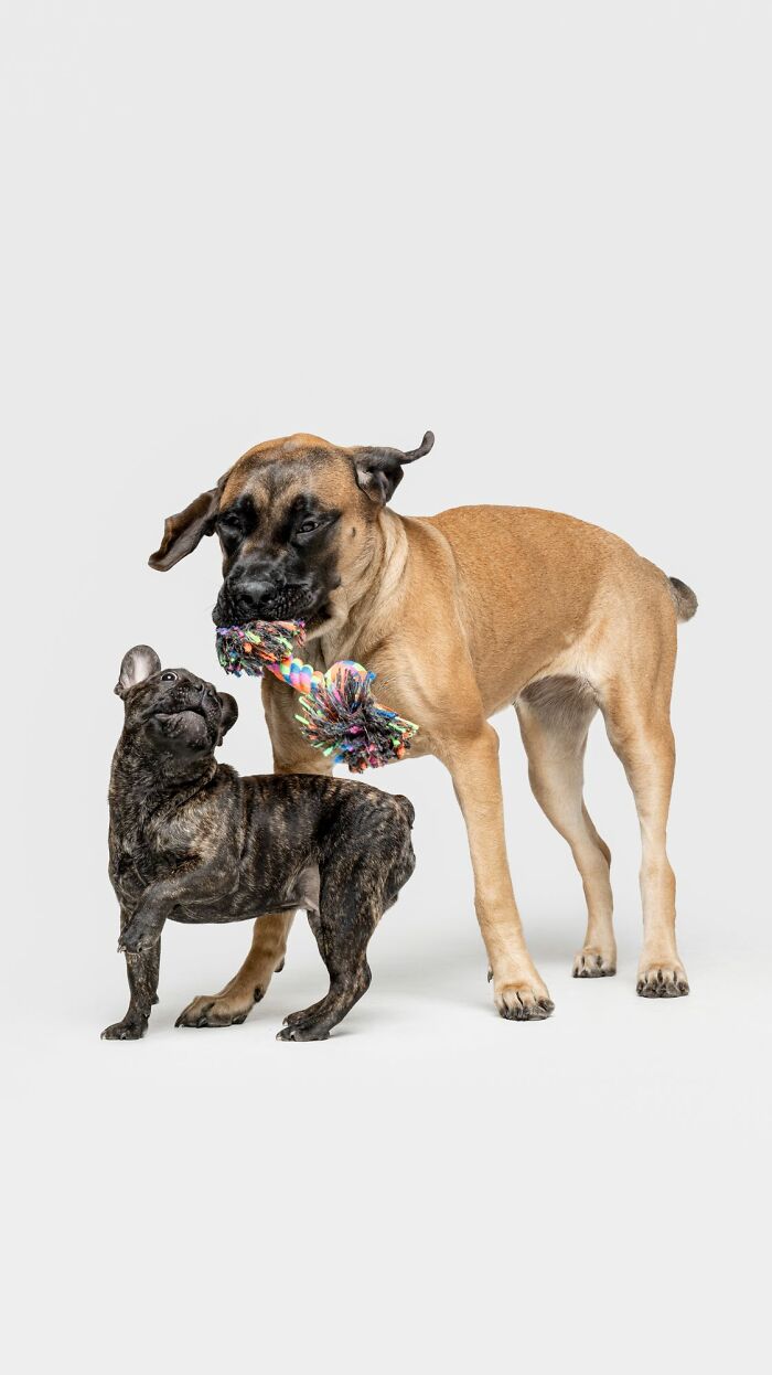 Two rescue puppies playing with a colorful rope toy, showing pure joy and playful energy together.