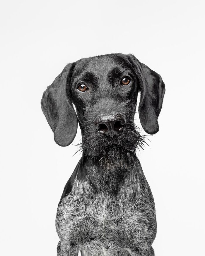 Black and white rescue puppy with expressive eyes, experiencing peanut butter for the first time full of pure joy