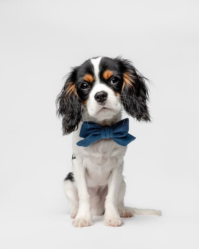 Rescue puppy wearing a blue bow tie sitting against a white background with a curious and gentle expression.