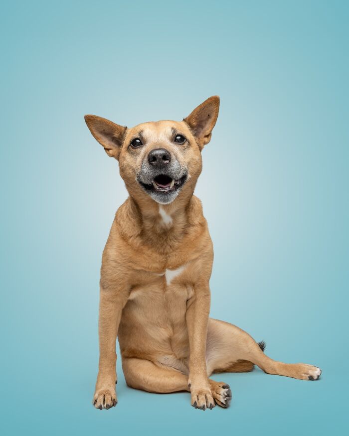 Rescue puppy sitting on blue background, happily trying peanut butter for the first time with joyful expression