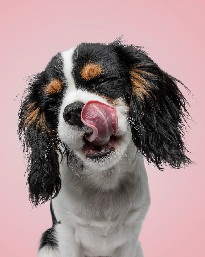 Rescue puppy licking its nose with tongue out, enjoying peanut butter for the first time against a pink background