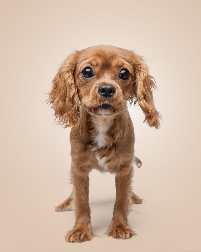 Rescue Puppies Try Peanut Butter For The First Time, And The Results Are Pure Joy