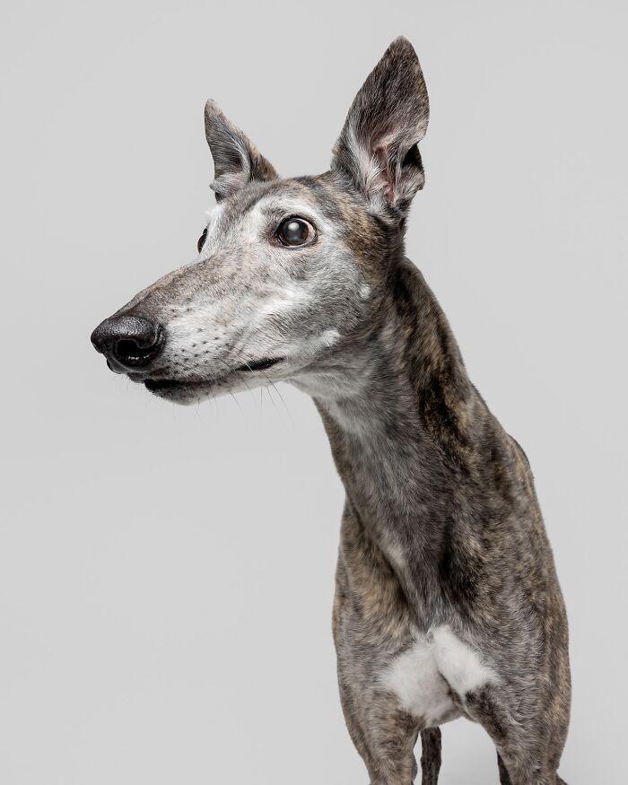 Greyhound rescue dog looking sideways with curious expression against plain gray background