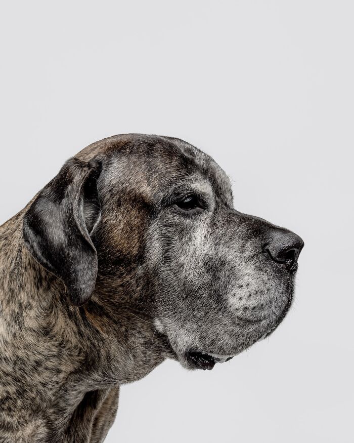 Close-up of a rescue dog with a brindle coat tasting peanut butter for the first time, capturing pure joy and curiosity.