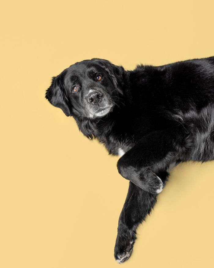 Black rescue puppy lying down against a yellow background, showing pure joy after trying peanut butter for the first time.