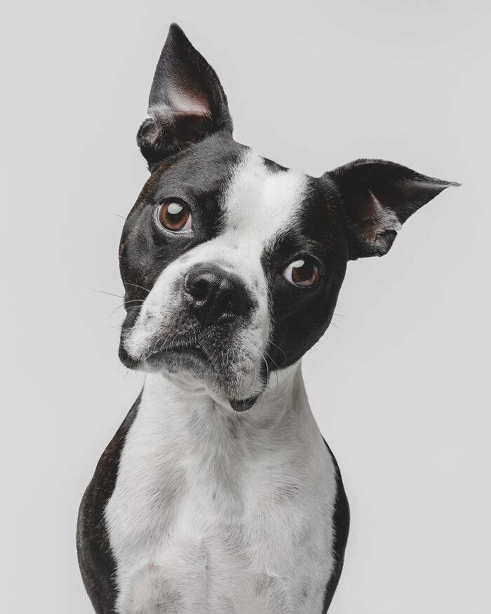 Rescue puppy with black and white fur looking curiously at peanut butter for the first time with pure joy expression