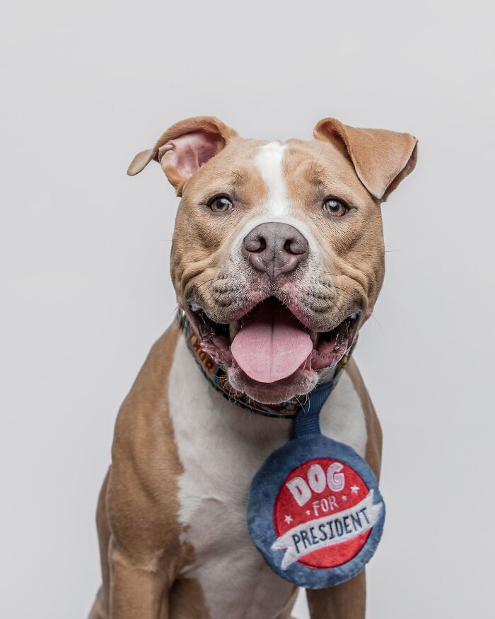 Rescue puppy with a happy expression wearing a collar and dog for president tag, showing pure joy and excitement.