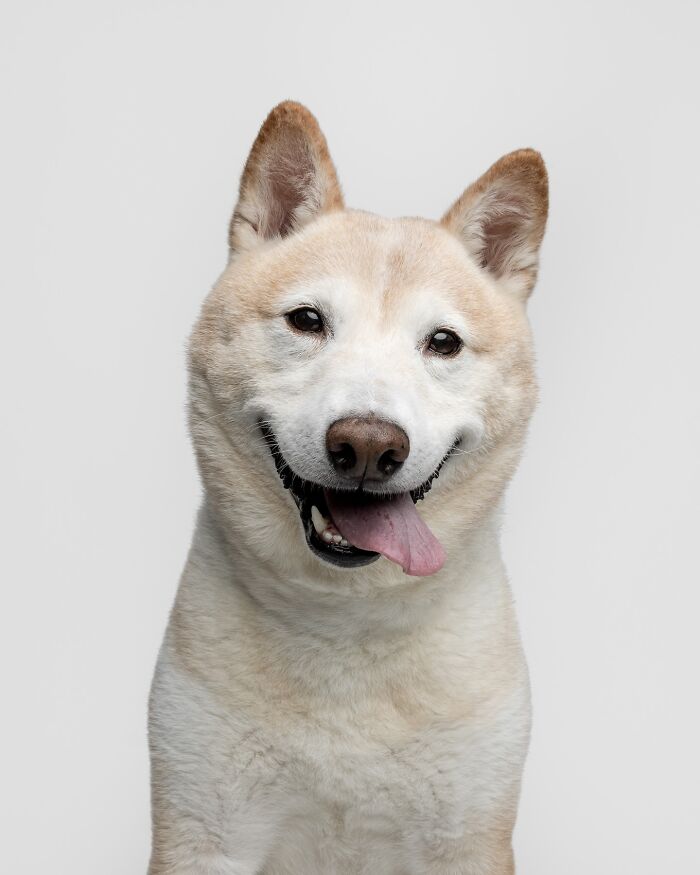 Rescue puppy with tongue out happily enjoying peanut butter treat against plain light background