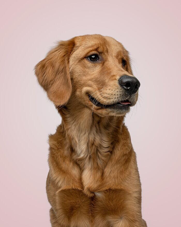 Rescue puppy with golden fur looking sideways against a light pink background, showing joyful and curious expression.