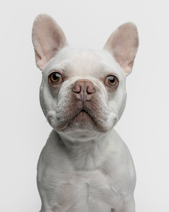 Close-up of a white rescue puppy with big ears and expressive eyes experiencing peanut butter for the first time.