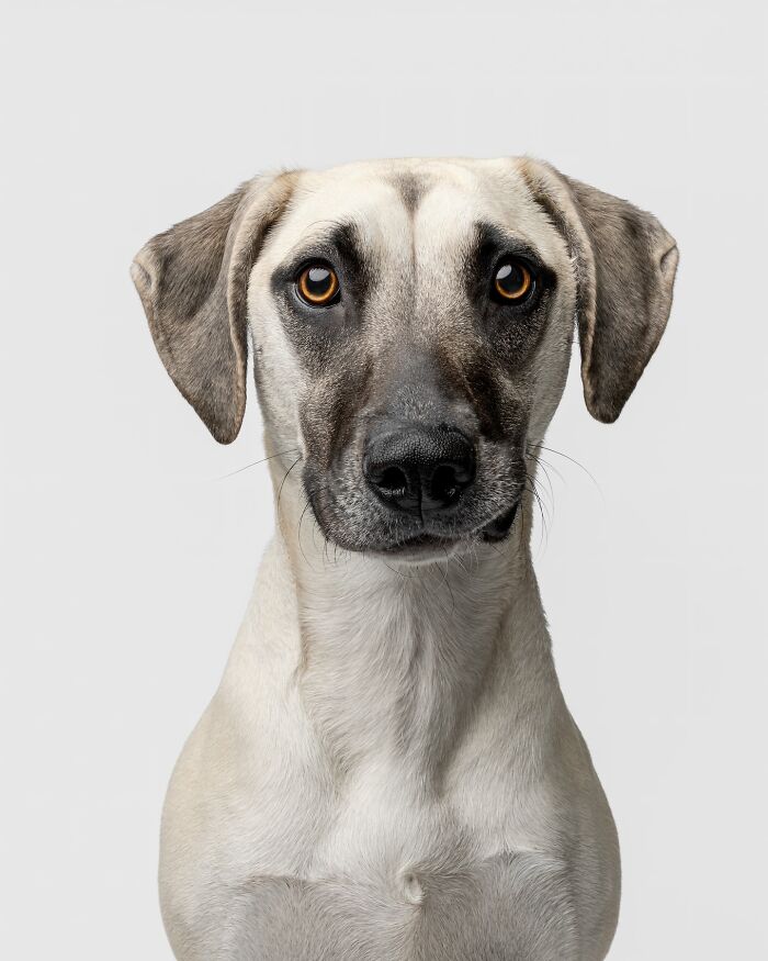 Rescue puppy with soulful eyes experiencing peanut butter for the first time showing pure joy and curiosity in a studio setting.